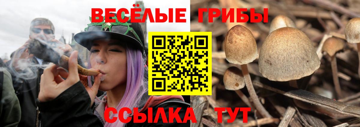 Псилоцибиновые грибы Cubensis  Вход с VPN  Торжок 